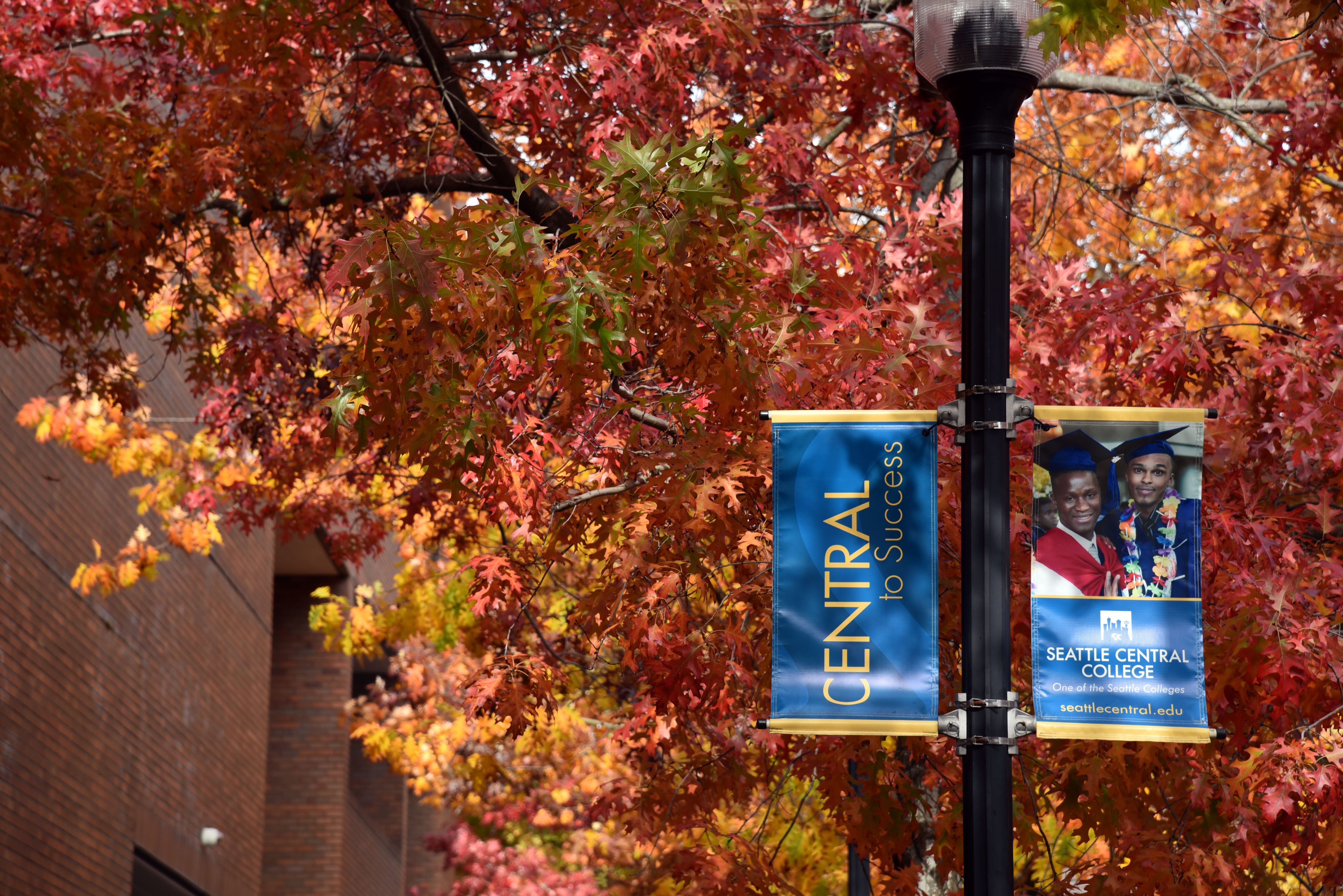 fall leaves with a Seattle Central banner hanging from a light fixture