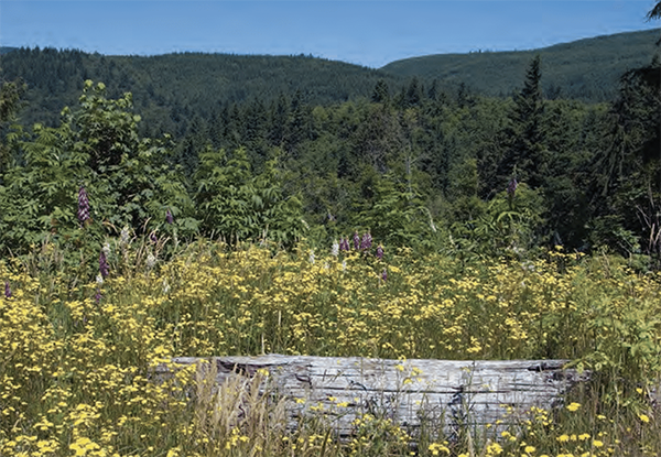 image of flowers on Tiger Mountain